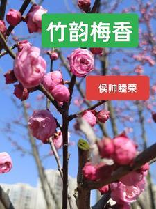 竹香梅影