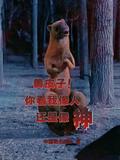 黄皮子问你看我像人还是像神是什么答案