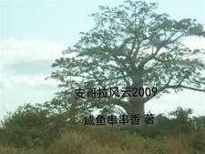 安哥拉现况