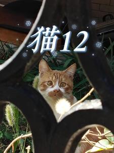 猫12个月几岁