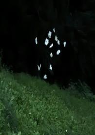 威然