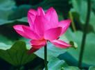 摇曳的花丛中